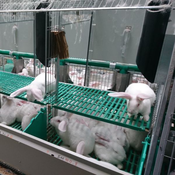 Кролики в секциях клеточного оборудования с кормушками и поением