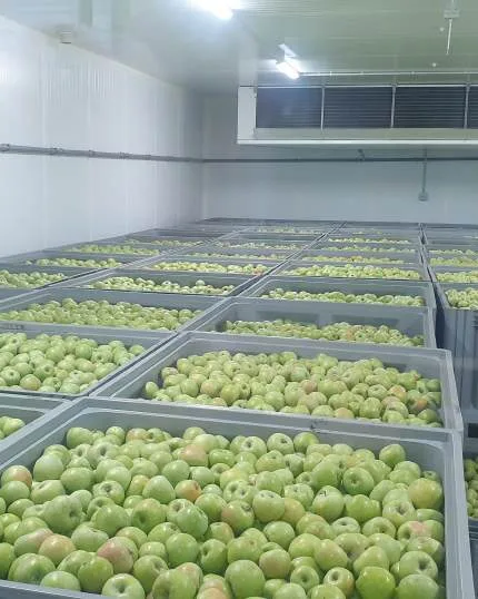 Яблоки в контейнерах в камере фруктохранилища